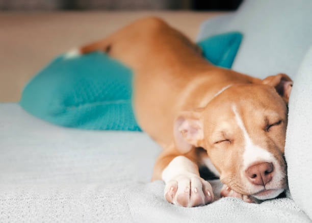 Understanding the Emotional Needs of Dogs in Kennels and Daycares