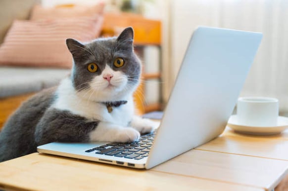 A cat sits with it's paws on a laptop keyboard