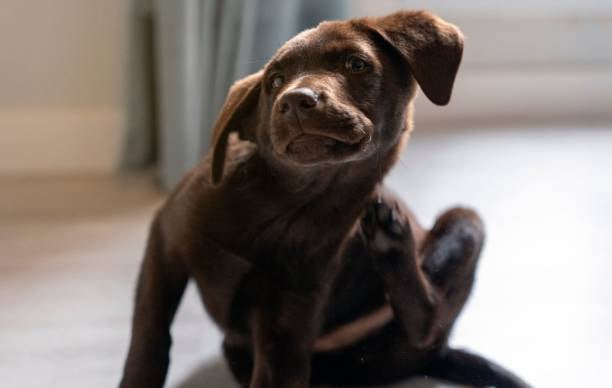 Sniffles and Scratches: Understanding Allergies in Dogs