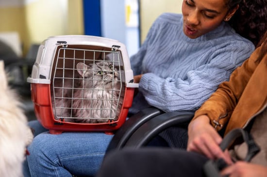 woman with cat in carrier waiting in pet daycare lobby to check in