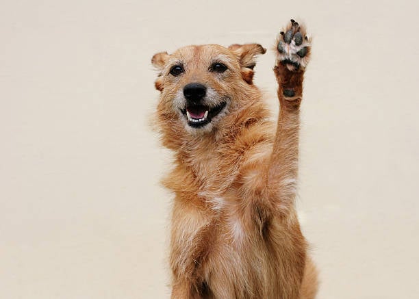 Understanding Canine Communication for Daycare and Kennel Staff