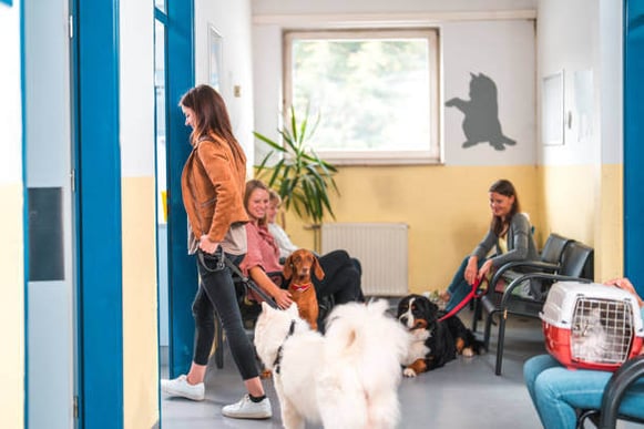 A woman walks a dog into another room at a pet-care business while other pet parents sit with their animals in the lobby