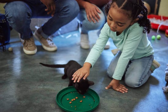 A young girl pets a kitten