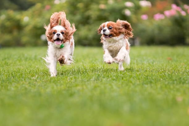 Implementing a Canine Fitness Program
