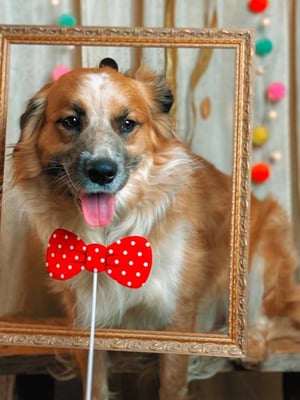 A Guide to Organizing Successful Pet Socialization Events