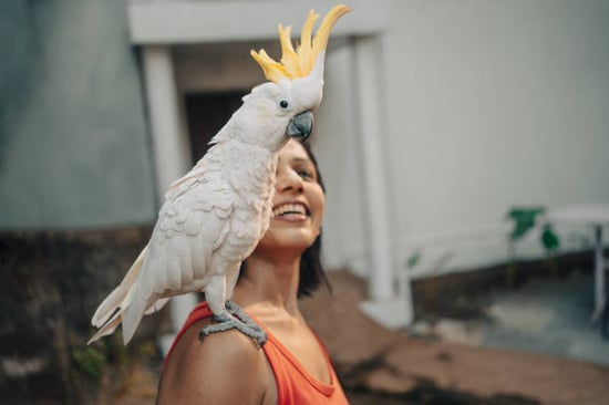 woman with a cockatoo on her shoulder showing it's a great companion bird for families