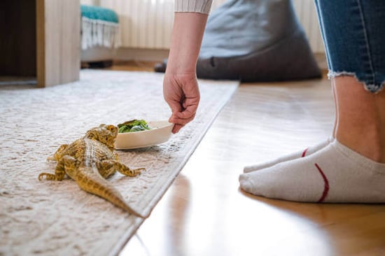 A person feeds a pet bearded dragon