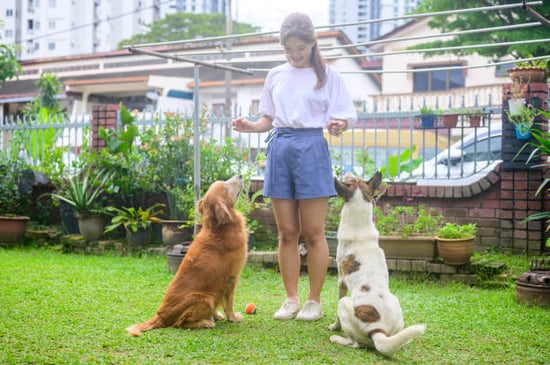 dog daycare staff outside training dogs in summer time