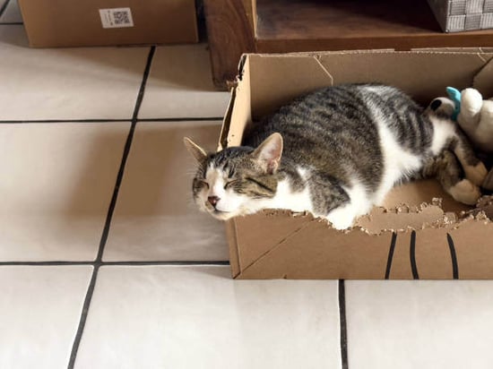 A cat sleeps in a box on the floor