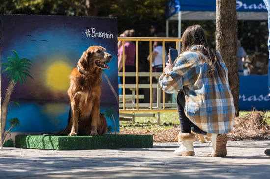 beach theme dog photo shoot
