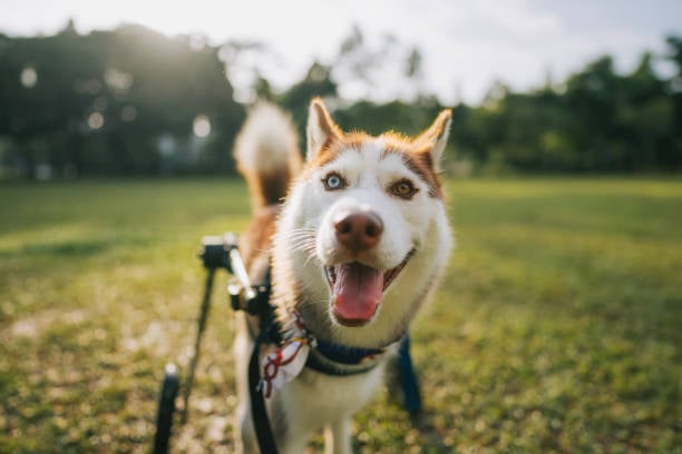 Innovative Dog Boarding Solutions for Special Needs Pets