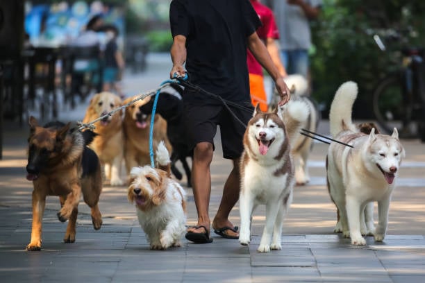 A Guide to Organizing Successful Pet Socialization Events