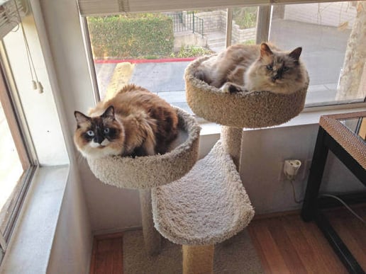 Two cats lay on a cat tower
