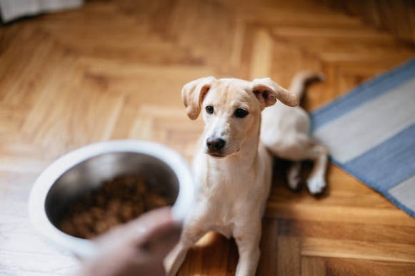 A person feeds a dog