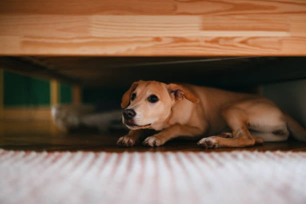 Your Mastering the Art of Handling Difficult Dogs in Pet CareBlog Post Title Here...