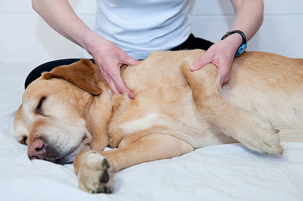Holistic Dog Care: Going Beyond the Basics