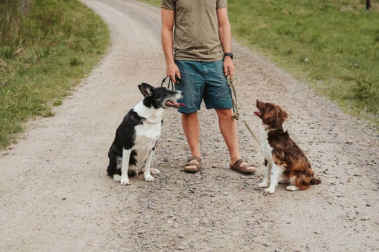 Two dogs heel by a person outside
