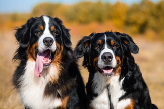 Top 5 Dog Breeds That Love Fall (And Why!)