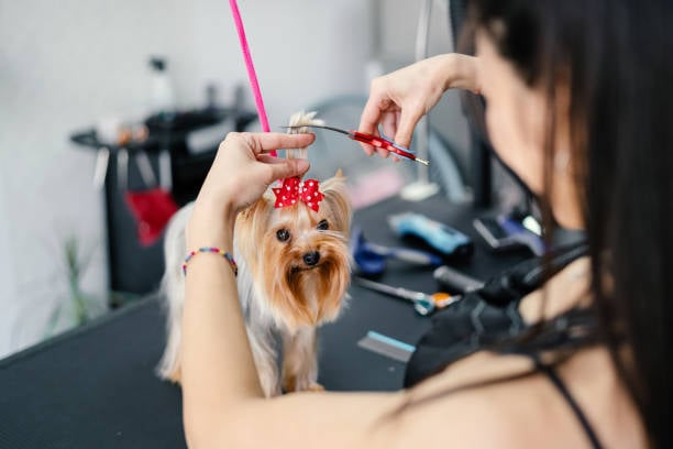 The Importance of Regular Dog Grooming