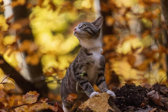 A cat walks on fall leaves outdoors
