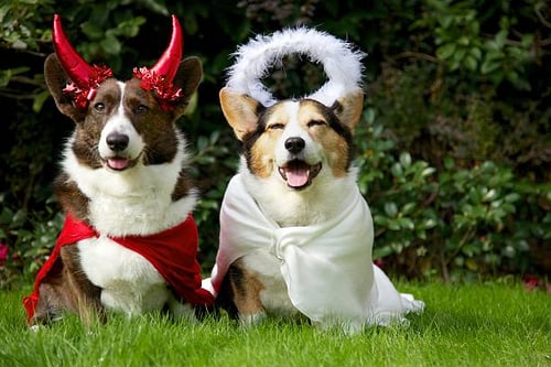 10 Ways to Celebrate Halloween with Your Canine Customers