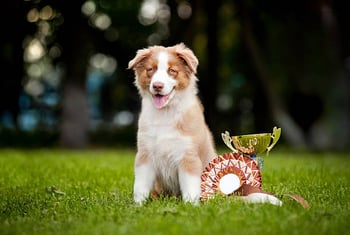 5 Creative Promotional Strategies for Your Pet-Care Business