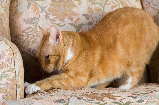 A cat scratches at a couch
