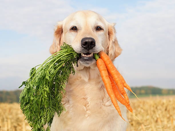 Debunking Common Dog Nutrition Myths