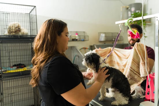 busy dog groomers working with a pup