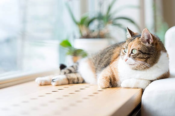 A cat lays in front of a window