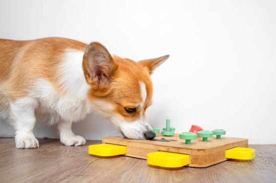 Enrichment Methods for Dogs