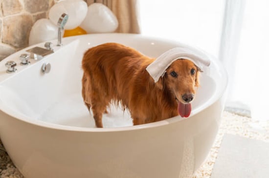 golden retriever getting a luxury spa bath