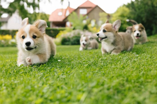 new puppy running with adorable pups outside in a field