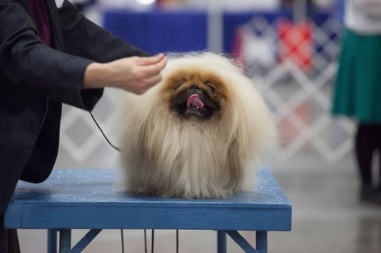 fluffy dog about to get a haircut at a dog grooming contest