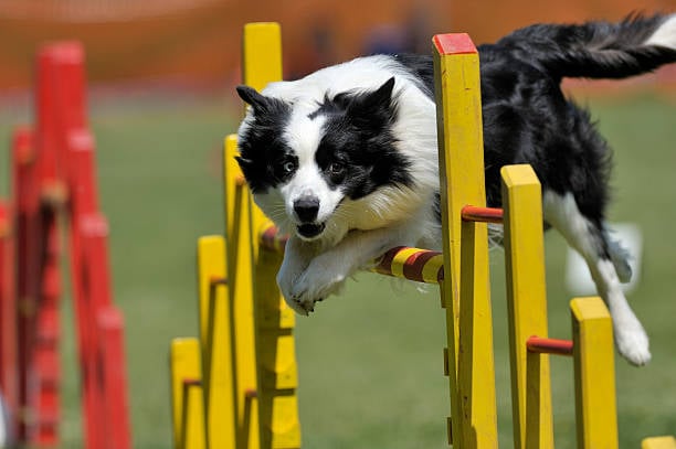 7 Outdoor Activities for Dogs in Daycare