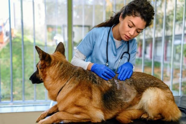 Sniffles and Scratches: Understanding Allergies in Dogs