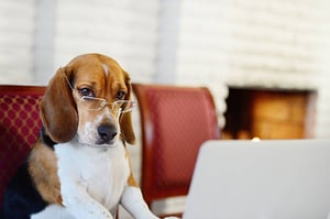 Revelation Pets pet-care software