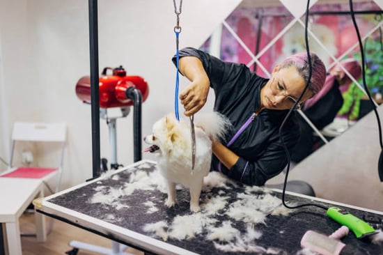dog groomer trimming small dog's fur