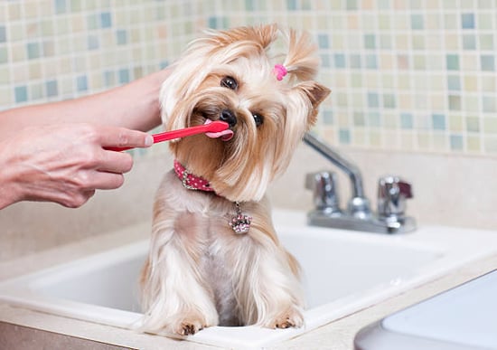pet groomer using proper tools to brush dog's teeth