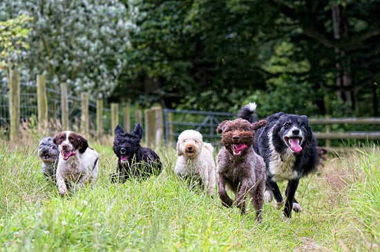 A group of dogs run together outside