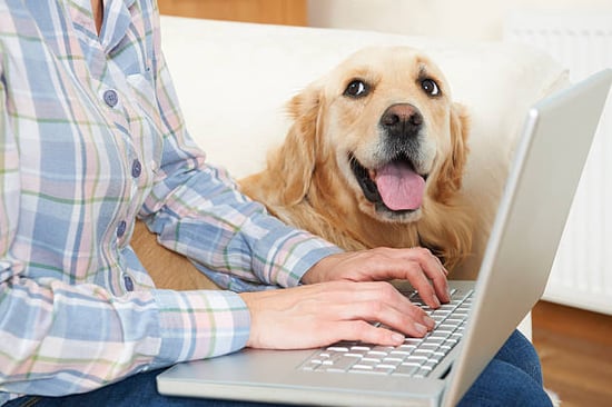 smiling dog looking up at person using computer for pet business