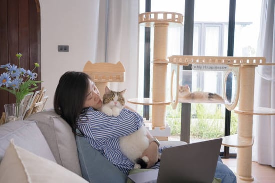 cat kennel owner updating policies on laptop while caring for cat