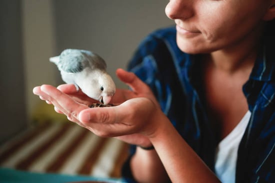 istockphoto-1726285632-612x612