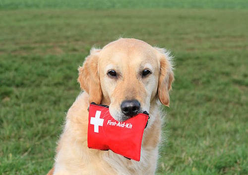Canine First Aid Basics: Essential Knowledge for Dog Daycare Staff