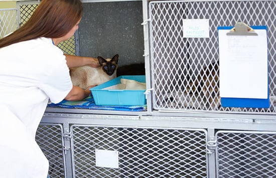 pet caregiver delicately handling an adult cat by a litter box