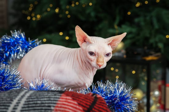 sphinx cat surrounded by holiday decor