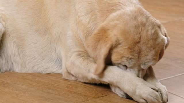 Sniffles and Scratches: Understanding Allergies in Dogs