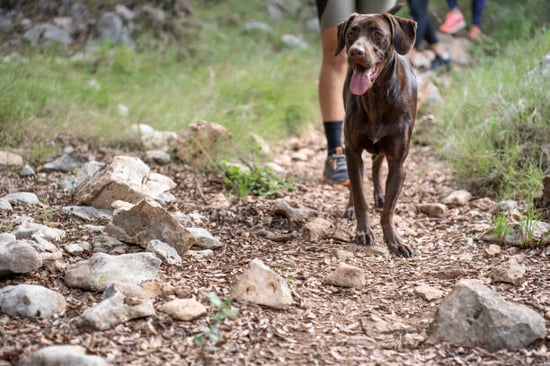 A dog and owner go hiking together