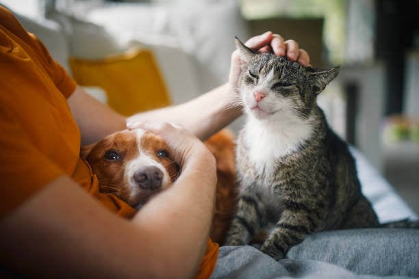 A person holds a dog and cat on their lap while petting them