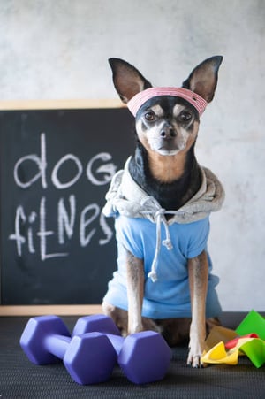 Creating a Comprehensive Pet Wellness Program for Your Business